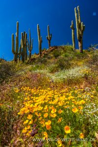 Saguaro-mit-Desert-Flowers-Apache-Trail-Tonto-National-Forest-Arizona-64-Kopie-200x300 Saguaro mit Desert Flowers