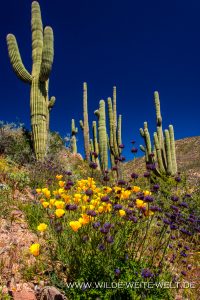 Saguaro-mit-Desert-Flowers-Apache-Trail-Tonto-National-Forest-Arizona-67-200x300 Saguaro mit Desert Flowers