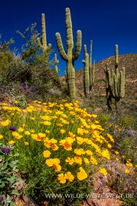 Saguaro-mit-Desert-Flowers-Apache-Trail-Tonto-National-Forest-Arizona-69-Kopie-200x300 Saguaro mit Desert Flowers