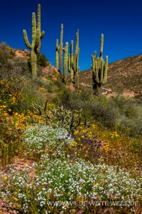 Saguaro-mit-Desert-Flowers-Apache-Trail-Tonto-National-Forest-Arizona-73-200x300 Saguaro mit Desert Flowers