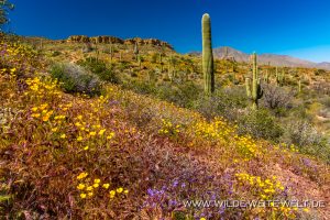 Saguaro-mit-Desert-Flowers-Apache-Trail-Tonto-National-Forest-Arizona-76-300x200 Saguaro mit Desert Flowers