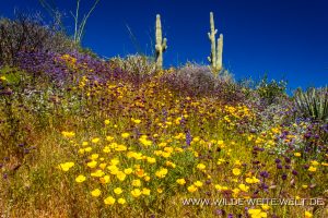 Saguaro-mit-Desert-Flowers-Apache-Trail-Tonto-National-Forest-Arizona-9-300x200 Saguaro mit Desert Flowers