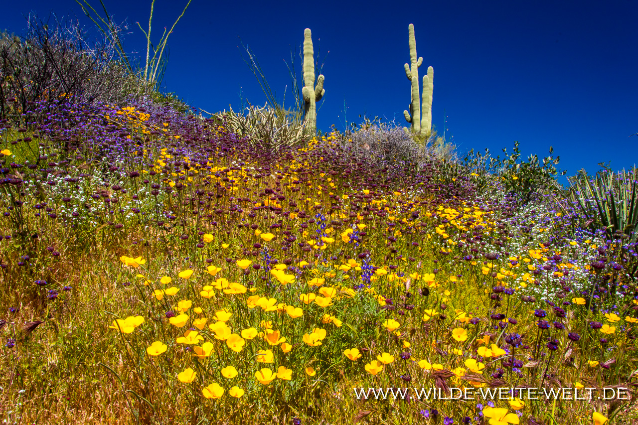 Apache-Lake-mit-Lupinen-Apache-Trail-Tonto-National-Forest-Arizona-5 Apache Trail: Wildblumen-Paradies im Super Bloom Jahr 2019 [Arizona]