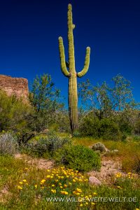 Saguaro-mit-Mexican-Poppies-Carney-Springs-Trail-Superstition-Mountains-Arizona-200x300 Saguaro mit Mexican Poppies
