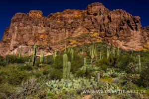 Saguaros-mit-Opuntia-Peralta-Canyon-Superstition-Mountains-Arizona-2-300x200 Saguaros mit Opuntia