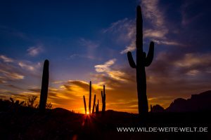 Sunset-with-Saguaros-Peralta-Canyon-Road-Superstition-Mountains-Arizona-2-300x200 Sunset with Saguaros