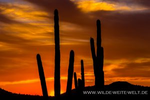 Sunset-with-Saguaros-Peralta-Canyon-Road-Superstition-Mountains-Arizona-3-300x200 Sunset with Saguaros
