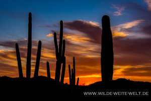 Sunset-with-Saguaros-Peralta-Canyon-Road-Superstition-Mountains-Arizona-4-300x200 Sunset with Saguaros