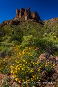 Three-Sisters-mit-Brittlebush-Carney-Springs-Trail-Superstition-Mountains-Arizona-200x300 Three Sisters mit Brittlebush