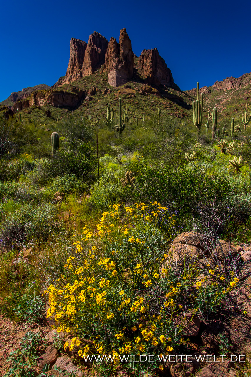 Weavers-Needle-Peralta-Canyon-Superstition-Mountains-Arizona-3 Wandern / Hikes im Peralta Canyon in den Superstition Mountains  [Arizona]