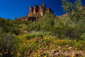 Three-Sisters-mit-Mexican-Poppies-Carney-Springs-Trail-Superstition-Mountains-Arizona-4-300x200 Three Sisters mit Mexican Poppies
