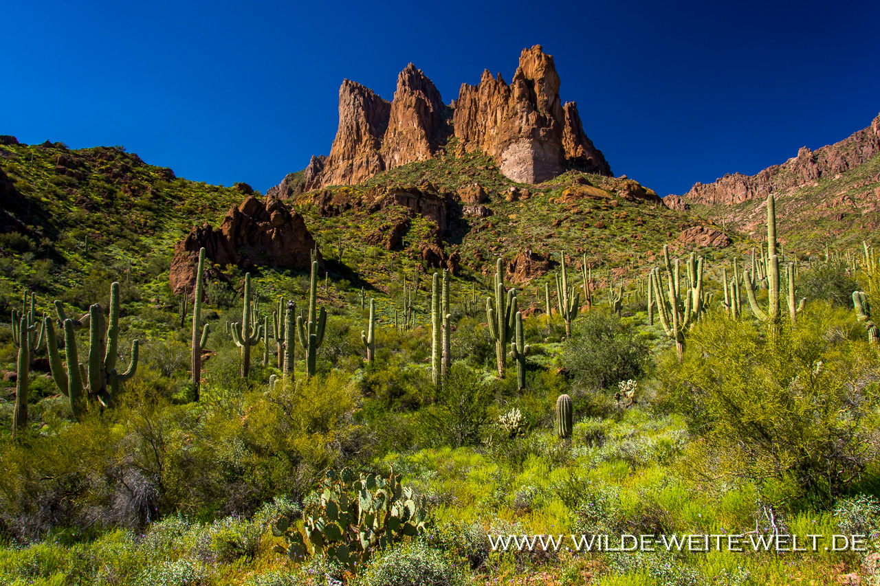 Weavers-Needle-Peralta-Canyon-Superstition-Mountains-Arizona-3 Wandern / Hikes im Peralta Canyon in den Superstition Mountains  [Arizona]