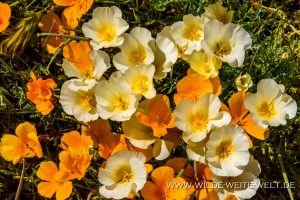 White-Mexican-Poppies-Bartlett-Lake-Tonto-National-Foerst-Arizona-13-300x200 White Mexican Poppies