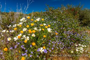 White-Mexican-Poppies-Bartlett-Lake-Tonto-National-Foerst-Arizona-7-300x200 White Mexican Poppies