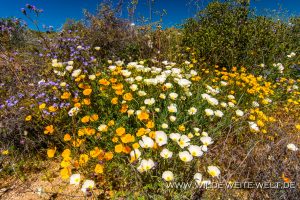 White-Mexican-Poppies-Bartlett-Lake-Tonto-National-Foerst-Arizona-8-300x200 White Mexican Poppies