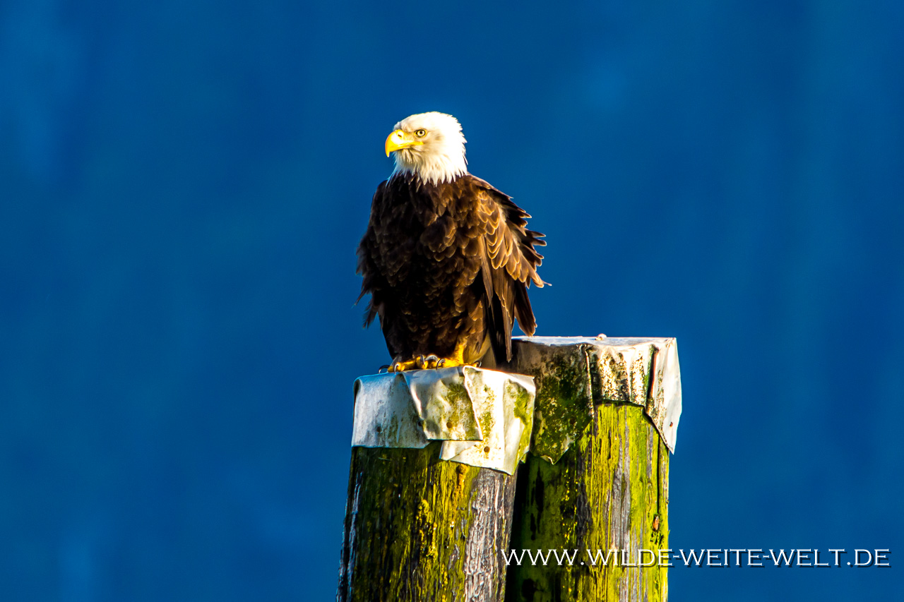 Bald-Eagle-Nisgaa-Highway-Gingolx-British-Columbia-4 Bald Eagles - Weisskopfseeadler in Gingolz [British Columbia]