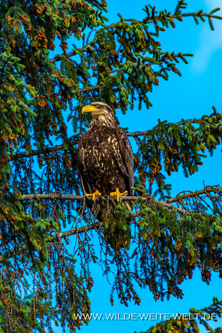 Bald-Eagle-Nisgaa-Highway-Gingolx-British-Columbia-4 Bald Eagles - Weisskopfseeadler in Gingolz [British Columbia]