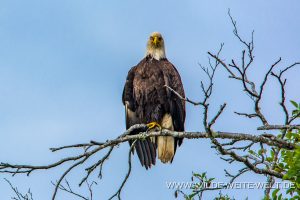 Bald-Eagle-Nisgaa-Highway-Gingolx-British-Columbia-4-300x200 Bald Eagle