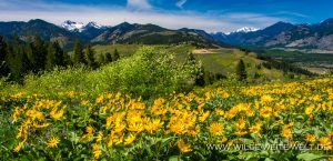 Balsamroot-and-Amelanchier-Patterson-Mountain-Winthrop-Washington-300x145 Balsamroot and Amelanchier