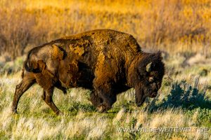 Bison-Antelope-Island-State-Park-Utah-22-300x200 Bison