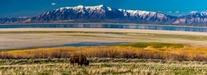 Bison-Antelope-Island-State-Park-Utah-24-300x109 Bison