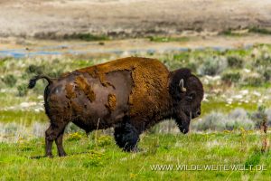Bison-Antelope-Island-State-Park-Utah-300x200 Bison