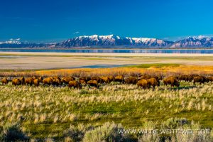 Bisonherde-Antelope-Island-State-Park-Utah-13-300x200 Bisonherde