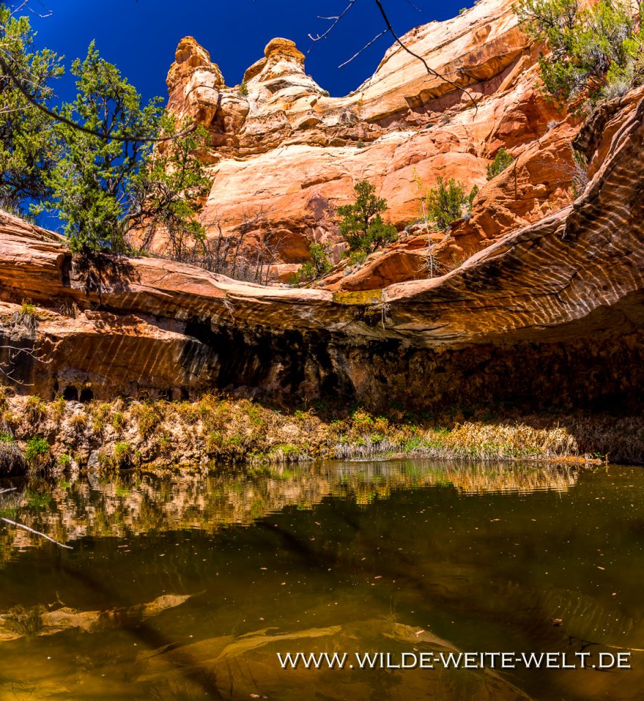 3 x Arches entlang des Escalante Rivers Escalante Natural Bridge