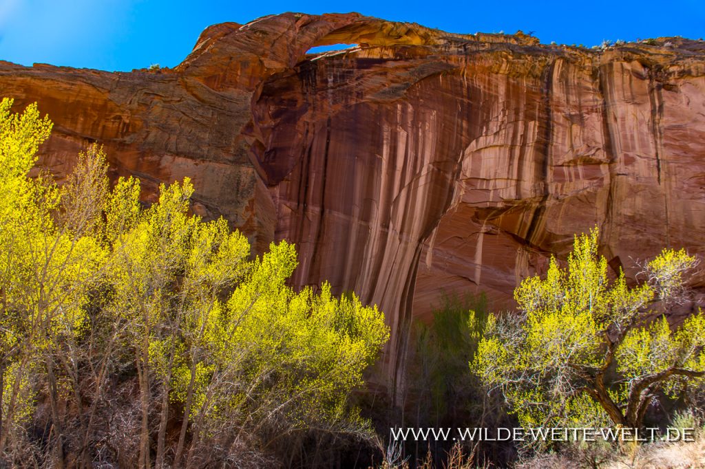 3 x Arches entlang des Escalante Rivers Escalante Natural Bridge