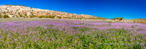 Filaree-Flowers-Notom-Road-Capitol-Reef-National-Park-Utah-3-300x102 Filaree Flowers