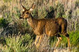 Mule-Deer-Antelope-Island-State-Park-Utah-4-300x200 Mule Deer