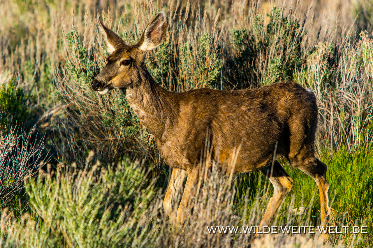 Bisonherde-Antelope-Island-State-Park-Utah-13 Antelope Island: Bisons, Pronghorns & Dooley Knob [Utah]
