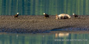Sea-Lion-Carcass-with-Bald-Eagles-Nisgaa-Highway-Gingolx-British-Columbia-17-300x151 Sea Lion Carcass with Bald Eagles