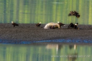 Sea-Lion-Carcass-with-Bald-Eagles-Nisgaa-Highway-Gingolx-British-Columbia-5-300x200 Sea Lion Carcass with Bald Eagles