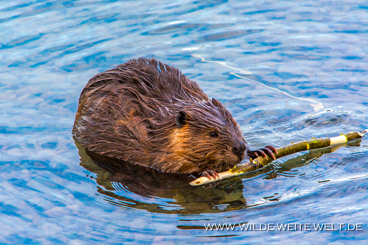 Biber-Surprise-Lake-Recreation-Site-British-Columbia-11 Biber - Beaver [British Columbia]
