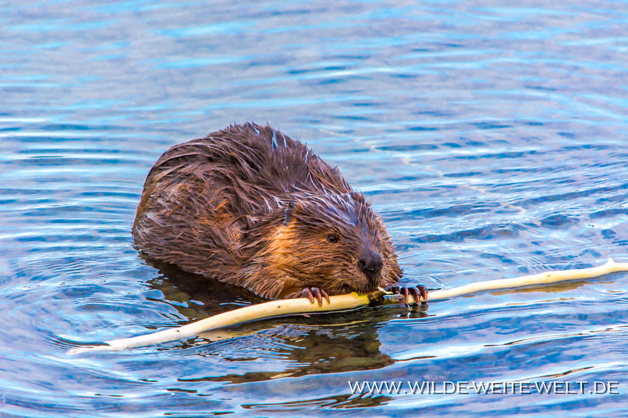 Biber-Surprise-Lake-Recreation-Site-British-Columbia-11 Biber - Beaver [British Columbia]