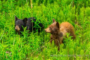 Black-Bear-28-30-Dease-Lake-Cassiar-Highway-British-Columbia-36-300x200 Black Bear 28-30