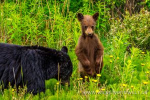Black-Bear-28-30-Dease-Lake-Cassiar-Highway-British-Columbia-49-300x200 Black Bear 28-30