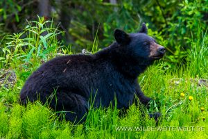 Black-Bear-31-Dease-Lake-Cassiar-Highway-British-Columbia-11-300x200 Black Bear 31