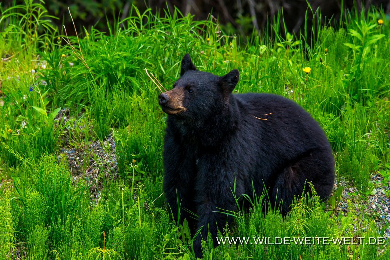 Black-Bear-25-27-Dease-Lake-Cassiar-Highway-British-Columbia-49 Schwarzbären - Black Bears entlang des Cassier Highways [British Columbia]