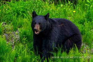 Black-Bear-31-Dease-Lake-Cassiar-Highway-British-Columbia-19-300x200 Black Bear 31