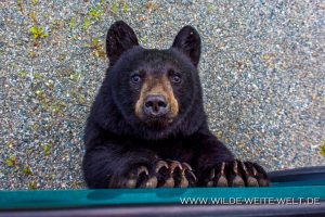 Black-Bear-31-Dease-Lake-Cassiar-Highway-British-Columbia-25-300x200 Black Bear 31