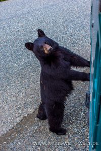 Black-Bear-31-Dease-Lake-Cassiar-Highway-British-Columbia-38-200x300 Black Bear 31