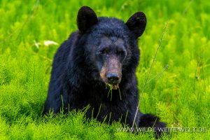 Black-Bear-32-33-Dease-Lake-Cassiar-Highway-British-Columbia-61-300x200 Black Bear 32-33