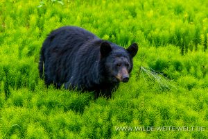 Black-Bear-32-33-Dease-Lake-Cassiar-Highway-British-Columbia-65-300x200 Black Bear 32-33