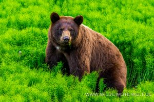 Black-Bear-32-33-Dease-Lake-Cassiar-Highway-British-Columbia-72-300x200 Black Bear 32-33