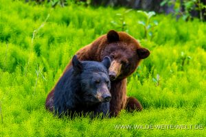 Black-Bear-32-33-Dease-Lake-Cassiar-Highway-British-Columbia-91-300x200 Black Bear 32-33