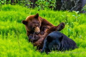 Black-Bear-32-33-Dease-Lake-Cassiar-Highway-British-Columbia-98-300x200 Black Bear 32-33