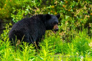 Black-Bear-34-Dease-Lake-Cassiar-Highway-British-Columbia-300x200 Black Bear 34
