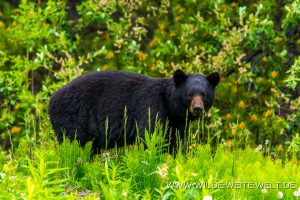 Black-Bear-34-Dease-Lake-Cassiar-Highway-British-Columbia-4-300x200 Black Bear 34